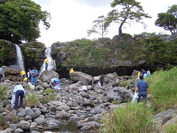 Cleaning and releasing dwarf rill trout into tributaries of the Karino River system