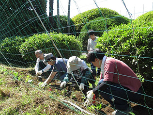 苗を植えている様子