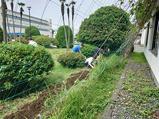 苗を植えている様子